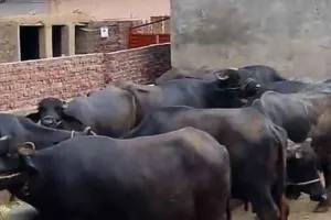 बरेली: कैंट क्षेत्र में डेयरी संचालक बने सिरदर्द