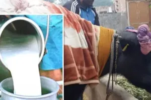 बरेली: सात डेयरी संचालकों पर होगी कार्रवाई, देना होगा जुर्माना