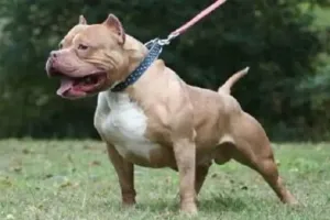 बरेली: शहर में कुत्तों को काबू करने को बनेगी गाइडलाइन, कराना होगा रजिस्ट्रेशन