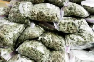 केरल में 200 किलोग्राम गांजा जब्त, हिरासत में एक व्यक्ति