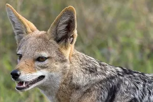 बरेली: इस कॉलोनी में दिखा सियार का आतंक, आधा दर्जन लोगों को किया घायल, वन विभाग को दी सूचना