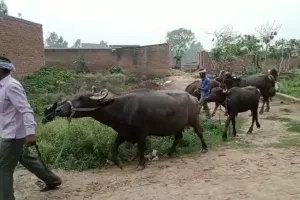 बरेली: दबंगों के खौफ से डरा परिवार, जानवरों के साथ पलायन करने को मजबूर