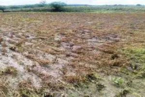 बुलंदशहर : 100 गांवों की फसल डूबी, काली नदी की सफाई न होने का किसान भुगत रहे खामियाजा