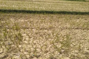 बहराइच : कम बारिश से 30 प्रतिशत घटेगी धान की पैदावार, पढ़िए क्या कहते हैं कृषि वैज्ञानिक