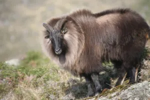 नैनीताल चिड़ियाघर में दार्जिलिंग चिड़ियाघर से लाया जाएगा नर और मादा हिमालयी थार का जोड़ा