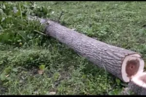 किच्छा: तस्करों ने फिर काटे पॉपुलर के पेड़, पकड़ से बाहर