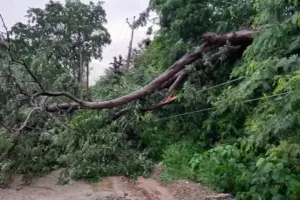 बुलंदशहर : चलते वाहन पर गिरा पेड़, चार सवारियां घायल