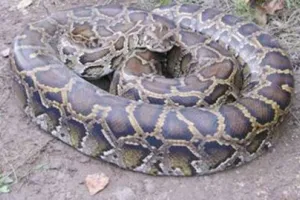 हरिद्वार में दूसरी मंजिल पर पहुंचा विशालकाय अजगर, मचा हड़कंप