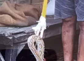 बहराइच : रेस्क्यू कर रहे वन कर्मी को ही रसल वायपर ने काटा, गंभीर हालत में किया गया रेफर