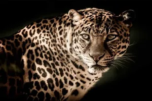 रामपुर: फार्म हाउस में घुसकर तेंदुए ने गाय पर किया हमला, ग्रामीणों में हड़कंप