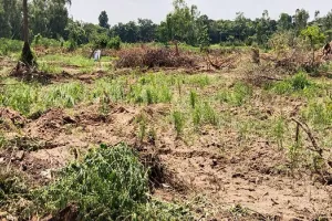 अमरोहा: पेड़ों को काटकर कब्रिस्तान पर चलाया बुलडोजर