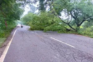 मुरादाबाद : बारिश के दौरान स्कूटी पर पेड़ गिरने से महिला की मौत, मासूम घायल