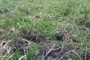 बहराइच में हाथियों का आतंक, रौंदी 55 बीघा फसल, वन विभाग बेबस, किसान परेशान