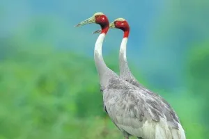 गजब प्रेम: कन्नौज में करंट की चपेट में आने से सारस की मौत पर साथी ने भी छोड़ी दुनिया