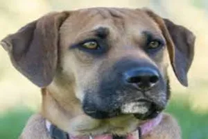 अयोध्या: पालतू कुत्ते के प्रति अनोखा प्रेम! मौत पर निकाली शव यात्रा, नम आंखों से दी श्रद्धांजलि