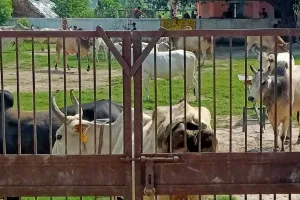 बहराइच: छुट्टा मवेशियों से परेशान होकर सपसा गांव के लोगों ने उठाया यह बड़ा कदम, पुलिस के इस कदम से माने ग्रामीण