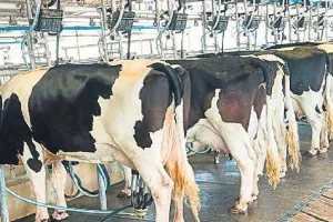 गोरखपुर: पूर्वांचल में पशुपालन व दुग्ध उद्योग को बढ़ावा देने के लिये योगी सरकार ने उठाया यह बड़ा कदम