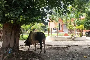अयोध्या: बीकापुर तहसील परिसर में आवारा पशुओं ने जमाया अड्डा