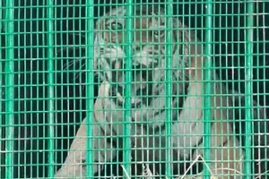 बहराइच: कतर्नियाघाट रेंज कार्यालय में बाघ की देखभाल में लगे वन कर्मी