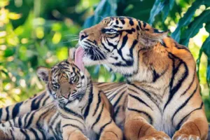 रामनगर: अंतरराष्ट्रीय बाघ दिवस पर विशेष… बढ़ रहा बाघों का कुनबा, बेहतर संरक्षण बड़ी चुनौती