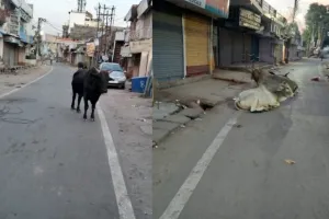 बहराइच: शहर की सड़कों पर छुट्टा मवेशी बन रहे हादसे का शिकार