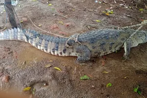 हरदोई: ग्रामीणों ने गर्रा नदी के किनारे से पकड़ा मगरमच्छ