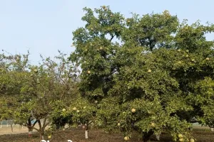 अयोध्या: नरेंद्र प्रजाति का बेल लगा कर किसान हो सकते हैं मालामाल