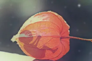 गजब: इस देश ने बिना स्पर्म बना दिया दुनिया का पहला भ्रूण, जानिए कैसे किया तैयार