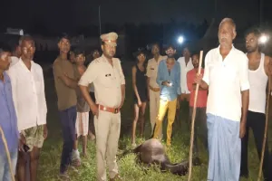 मुरादाबाद : तेंदुए ने युवक पर किया हमला, राहगीरों ने बचाई जान