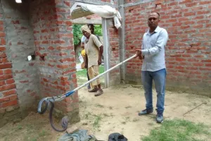 बहराइच : ग्रामीण के घर में निकला किंग कोबरा, मचा हड़कंप