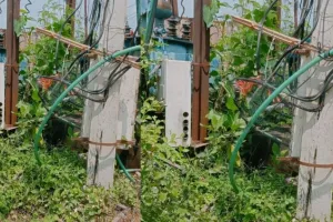 पीलीभीत: ओवरलोड ने बढ़ाई मुसीबत, फॉल्ट से बिजली गुल, उपभोक्ता परेशान