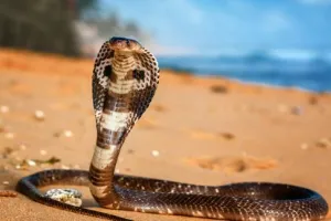 सोते समय महिला के ऊपर चढ़ गया खतरनाक कोबरा, वीडियो देख कांप जाएगी रूह