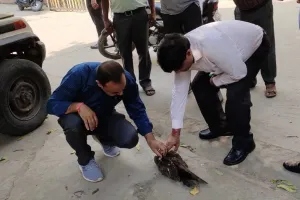 बरेली: चाइनीज मांझे से कटी चील की गर्दन, सीएमओ ने कराया इलाज