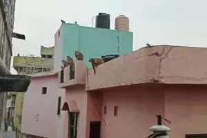बरेली: बंदरों के झुंड से कई मोहल्लों के लोग परेशान, घरों में घुसकर मचा रहे आतंक