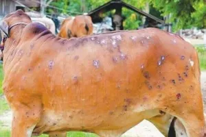 हिमाचल में बना लंपी वायरस का खतरा, कई गायों की हुई मौत, मचा हड़कंप
