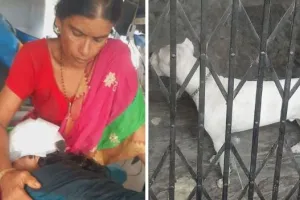 लखनऊ के बाद अब गुरुग्राम में पिटबुल ने महिला को बनाया निशाना, कुत्ते ने नोचकर किया लहूलुहान