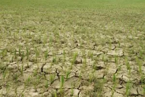 पीलीभीत: जिले को सूखाग्रस्त घोषित करने की मांग