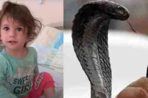दो साल की मासूम को सांप ने काटा, बच्ची को आया गुस्सा, दांतों से चाबा-चबाकर मार डाला