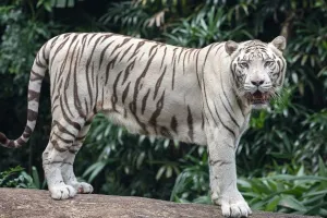 सफेद बाघों ने लोगों के साथ किया कुछ ऐसा, वीडियो देख थर्रा जाएंगे आप