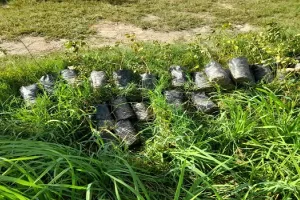 अमरोहा : अमृत सरोवर किनारे नहीं लग गए पौधे, विभागीय कर्मचारियों की लापरवाही आई सामने