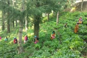 पर्यटकों के लिए आकर्षण का केंद्र बनेगा चंपावत का चाय बागान, सरकार ने बढ़ाया कदम