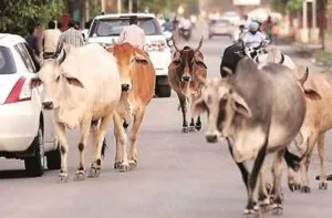 गरमपानी: गांवों से गौवंशीय पशुओं को बाजार में छोड़ने का आरोप