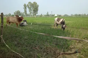 बाराबंकी : आवारा पशुओं के आतंक से हलकान हैं किसान, खेत में खड़ी फसल की दिन-रात करते हैं निगरानी