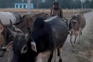 अयोध्या : खुद बदहाल, फिर भी 25 साल से छुट्टा पशुओं की सेवा कर रहे बुजुर्ग कालिका