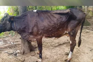 अलीगढ़ : जिले में लंपी स्किन डिजीज से 1630 पशु बीमार, प्रशासन ने जारी की गाइडलाइन