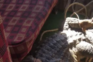 कानपुर : गंगा बैराज के पास मगरमच्छ मिलने से फैली दहशत, देखें वीडियो