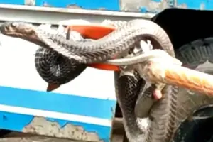 बहराइच: दुकान में घुसे ब्लैक कोबरा को वन कर्मियों ने 24 घंटे बाद पकड़ा