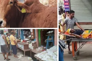 मथुरा: आपस में भिड़े दो सांड, अलवर के श्रद्धालु घायल, छह की हालत गंभीर