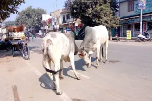 अयोध्या : क्षेत्र में नहीं हैं छुट्टा जानवर, ग्राम सचिव ने लगाई झूठी रिपोर्ट