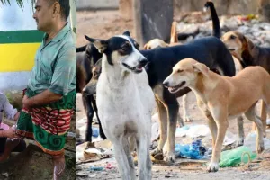 सीतापुर: शिक्षक पर कुत्तों ने किया हमला,  गांव में भेली दहशत, गंभीर जख्मी